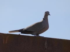 Streptopelia decaocto