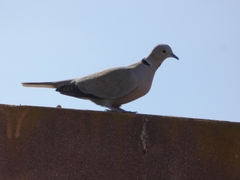 Streptopelia decaocto
