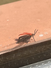 Dictyoptera aurora