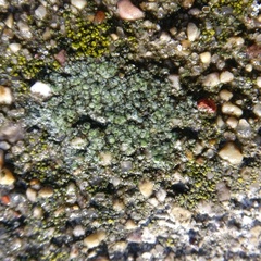 Trapelia obtegens