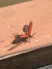 Dictyoptera aurora