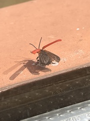 Dictyoptera aurora