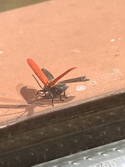 Dictyoptera aurora
