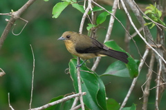 Trichothraupis melanops