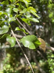 Schinus latifolia