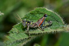 Cophopodisma pyrenaea