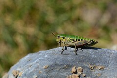 Cophopodisma pyrenaea