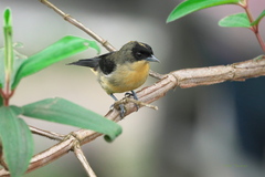 Trichothraupis melanops