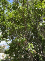 Schinus latifolia