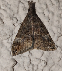 Hypena obsitalis