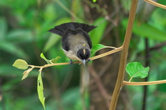 Trichothraupis melanops