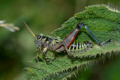 Cophopodisma pyrenaea