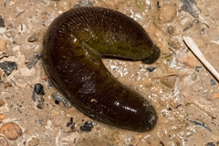 Haemopis