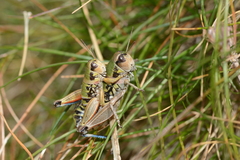 Cophopodisma pyrenaea