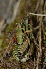 Cophopodisma pyrenaea