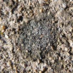 Trapelia obtegens