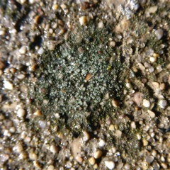 Trapelia obtegens