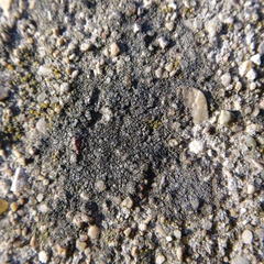 Trapelia obtegens