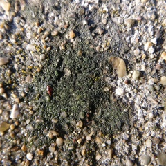 Trapelia obtegens