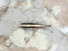 Erechthias stilbella