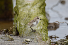 Charadrius falklandicus