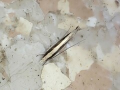 Erechthias stilbella