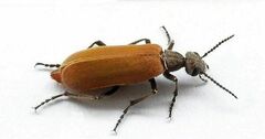 Epicauta ochrea