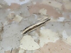 Erechthias stilbella