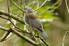 Colluricincla harmonica harmonica
