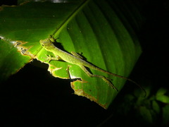 Anolis