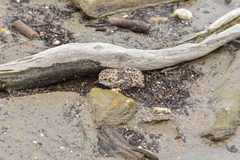 Charadrius falklandicus