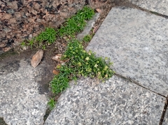 Sagina procumbens