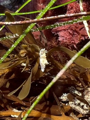 Aegires albopunctatus