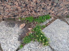Sagina procumbens