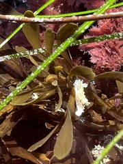 Aegires albopunctatus