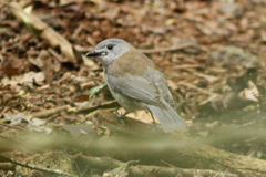 Colluricincla harmonica harmonica
