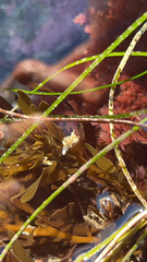 Aegires albopunctatus