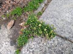 Sagina procumbens