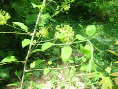 Smilax lasioneura