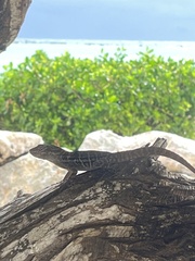 Anolis lineatus