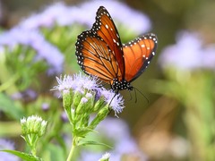 Danaus eresimus