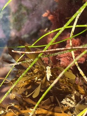 Aegires albopunctatus