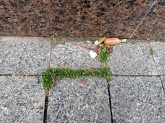 Sagina procumbens