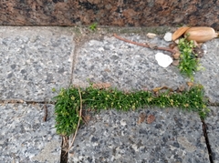 Sagina procumbens