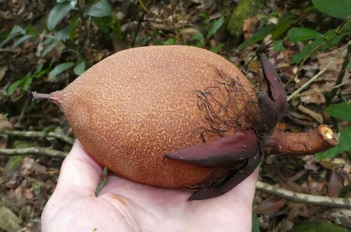 Pentadesma butyracea