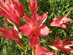 Alstroemeria ligtu ligtu