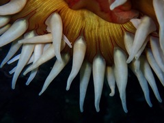 Urticina piscivora