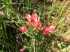 Alstroemeria ligtu ligtu