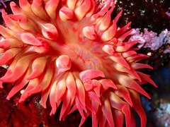 Cribrinopsis albopunctata