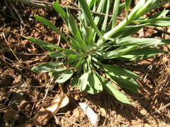 Alstroemeria ligtu ligtu